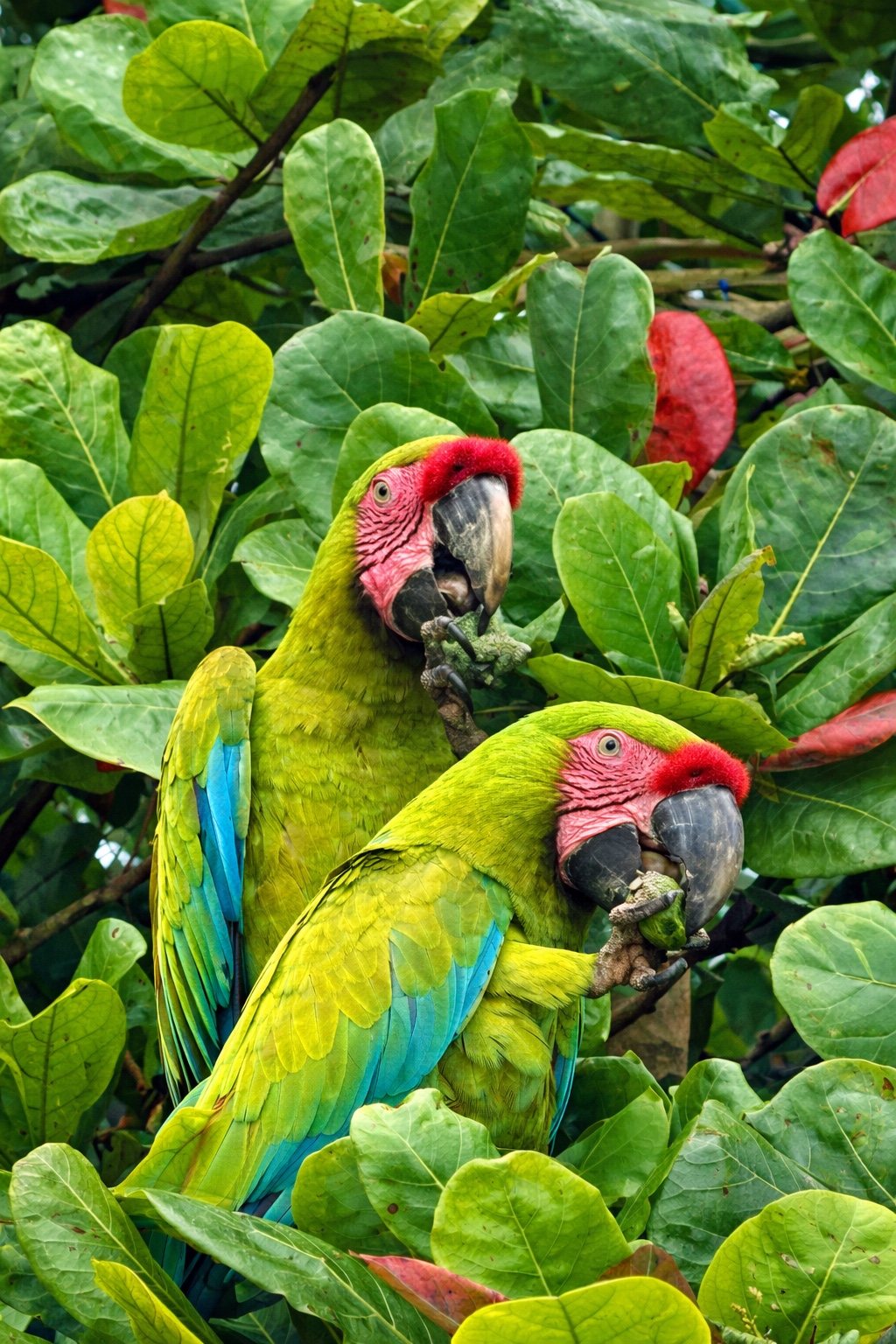 Two colorful macaws in the rainforest