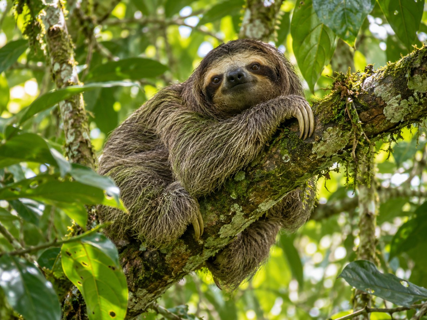 Illustrative image of a sloth resting in a Costa Rican rainforest